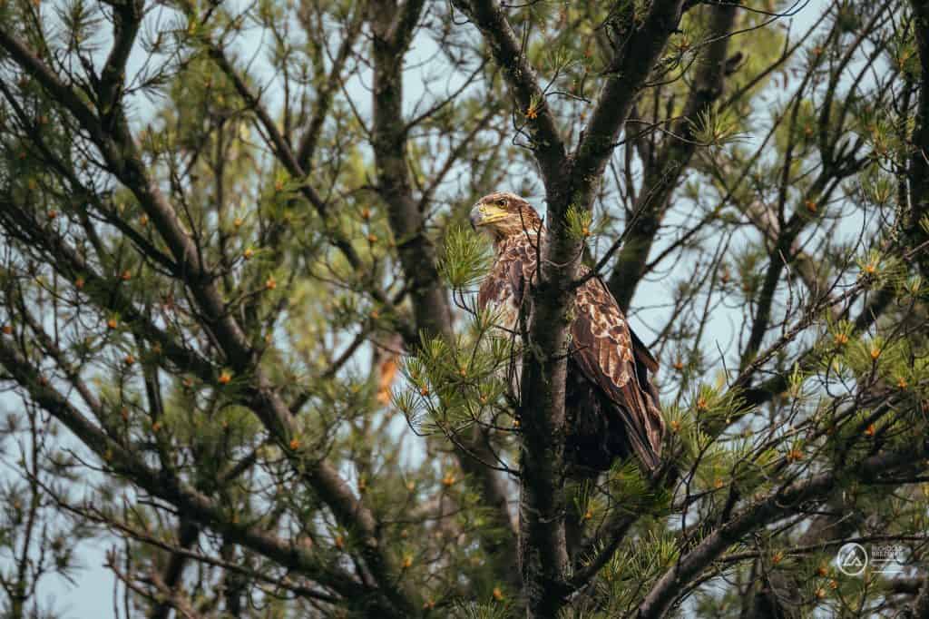 American Bald Eagle