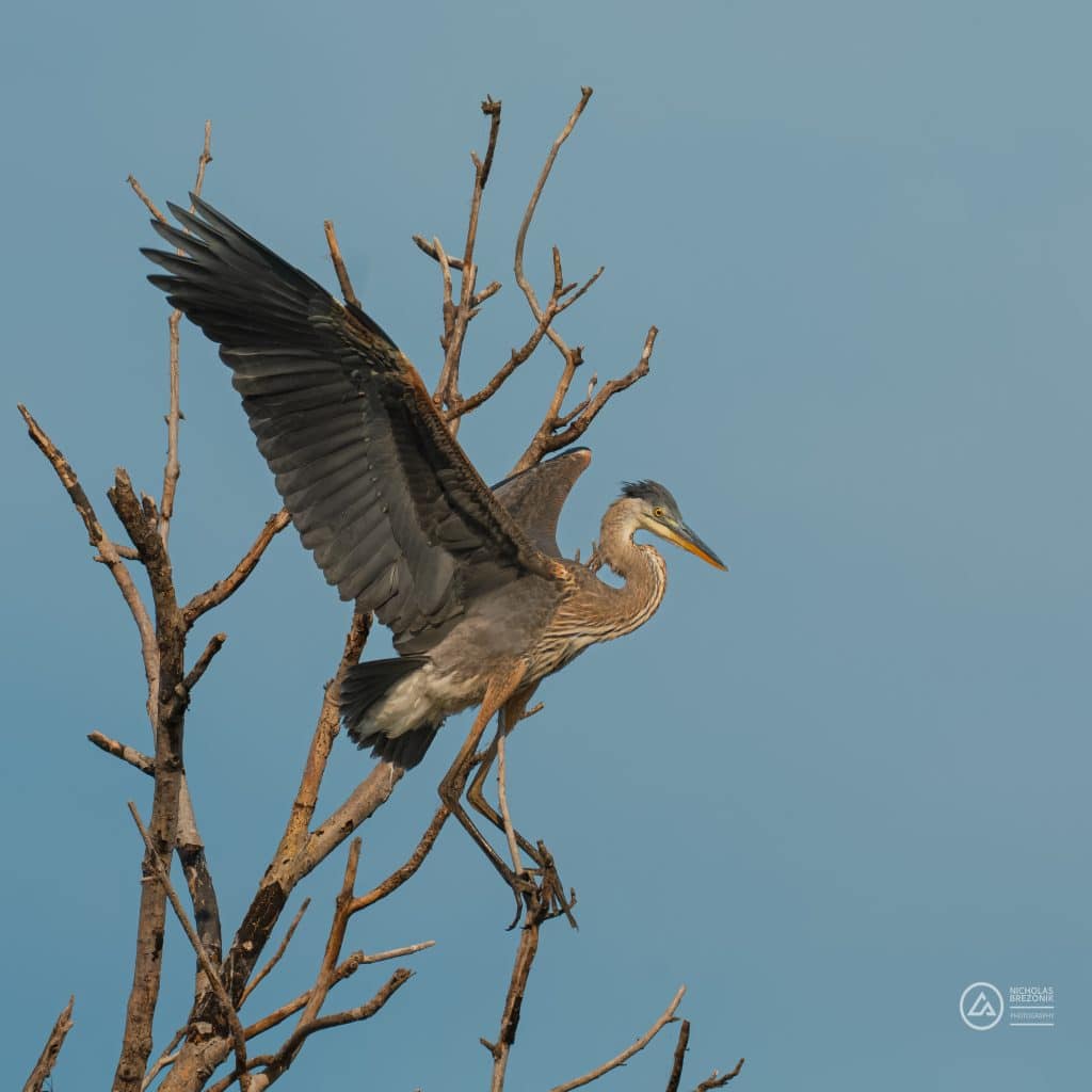 Blue Heron