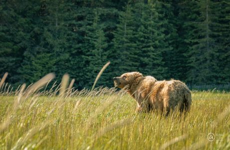 Wildlife