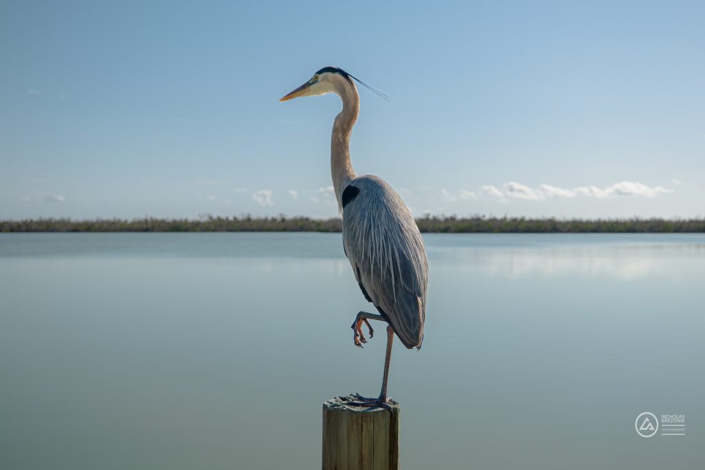 Captiva