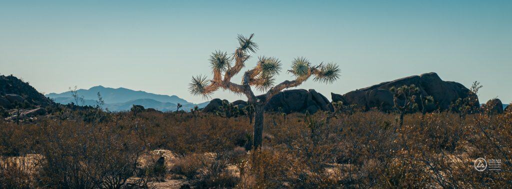 Palm Springs