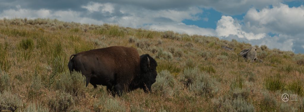 American Bison