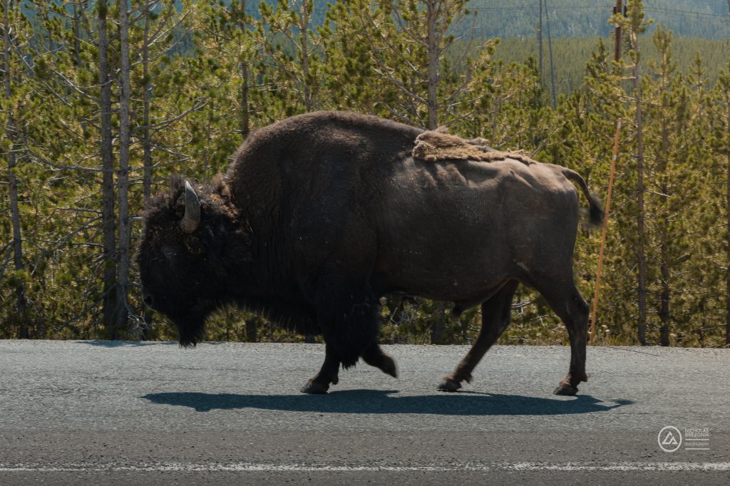 American Bison