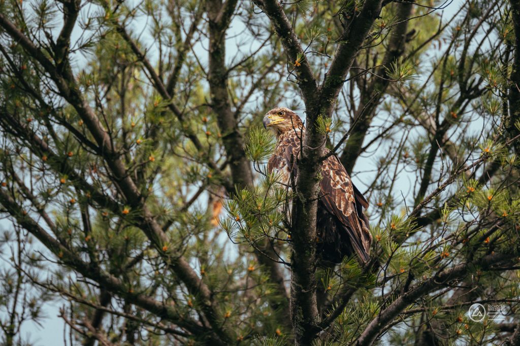 American Bald Eagle