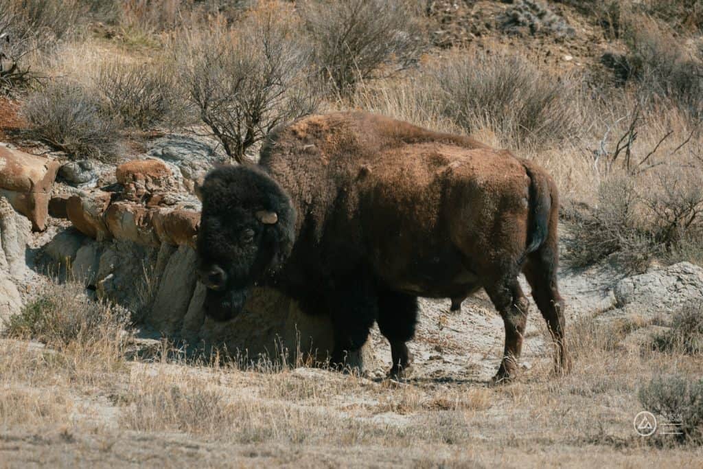 Rivian Road Trip Rivian Road Trip