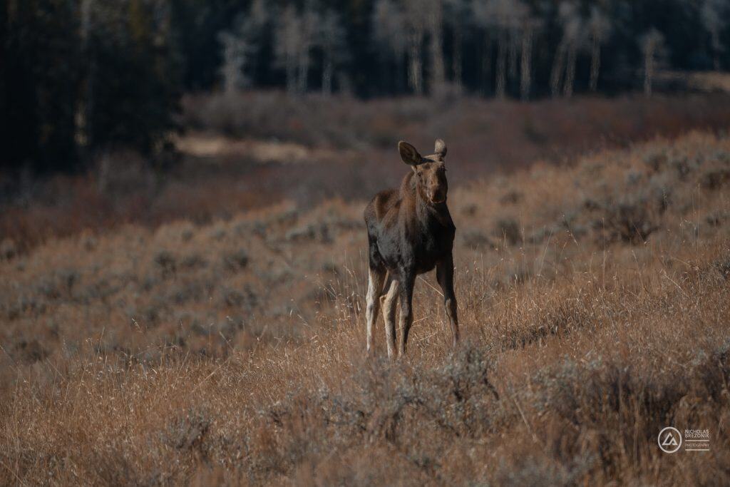 Rivian Road Trip Rivian Road Trip
